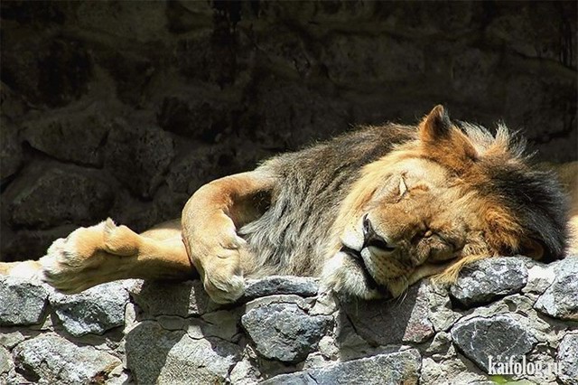 Спящие животные (55 фото)
