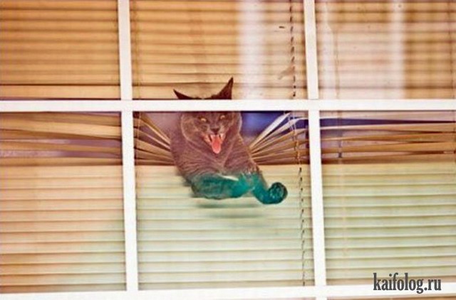 Смешное фото про котов (15 фото)