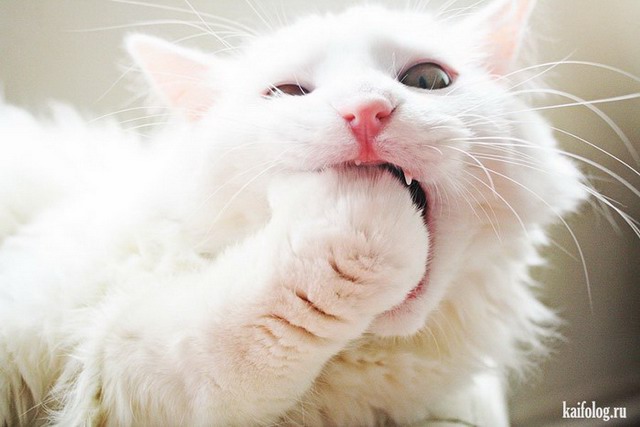 Смешное фото про котов (15 фото)