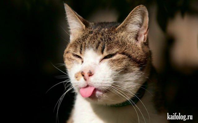 Смешные кошки (45 фото)