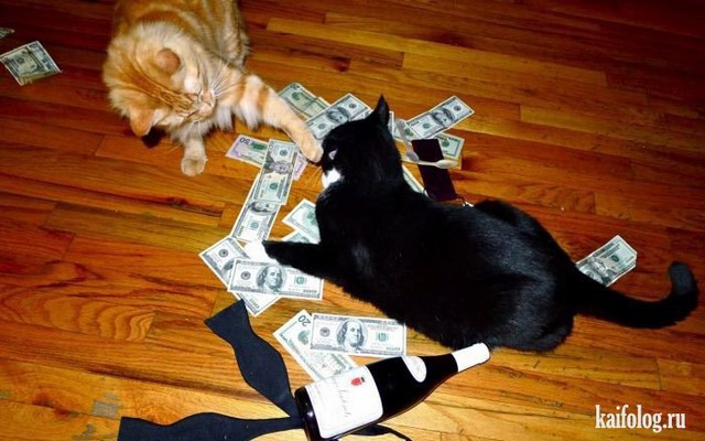  Богатые коты (50 фото) 