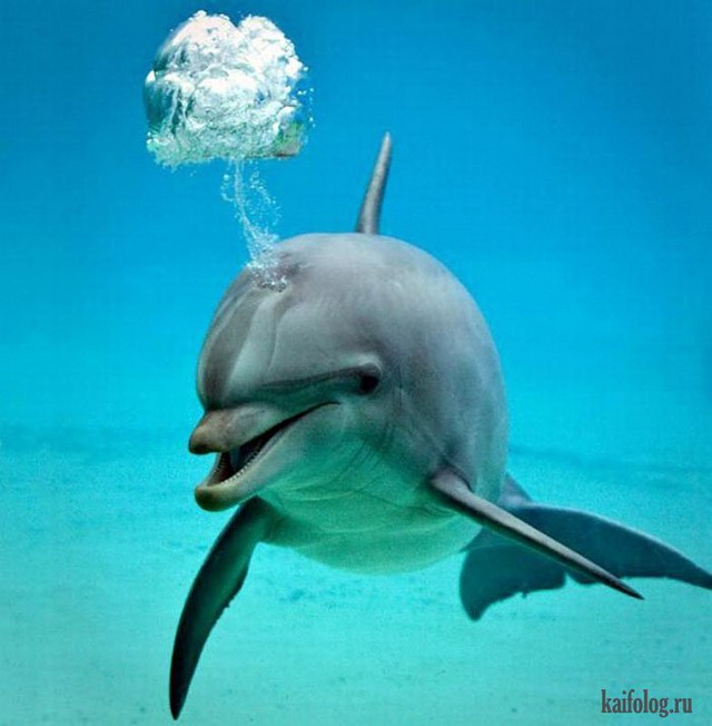 Дельфины (50 фото)