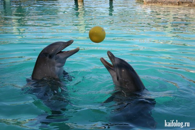Дельфины (50 фото)