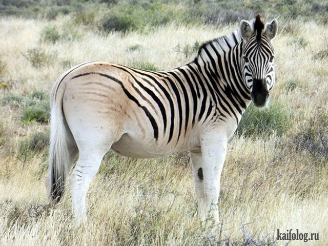 Зебры (35 фото)