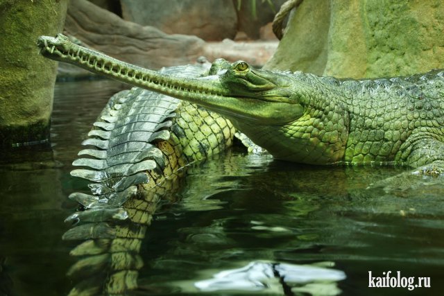 Крокодилы (40 фото)