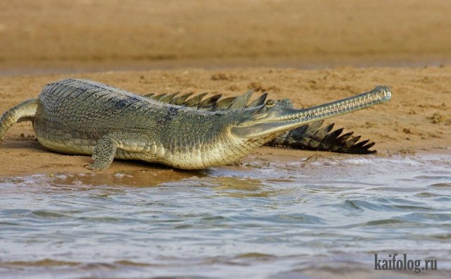 Крокодилы (40 фото)