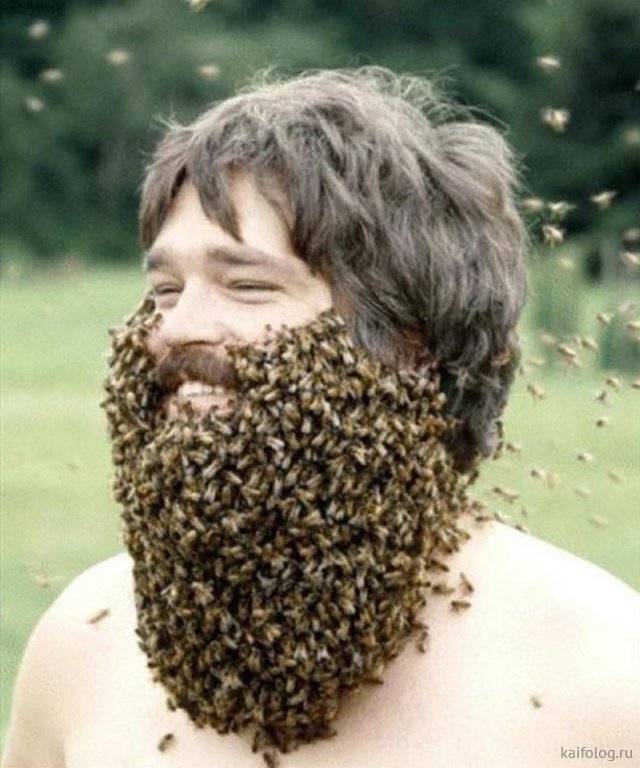 День пчёл (40 фото)