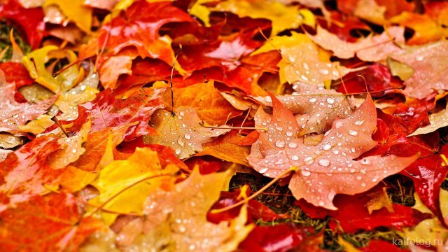 Осенняя красота (35 фото)