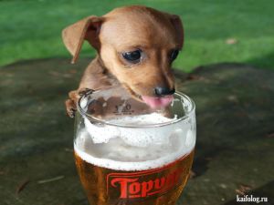 Собаки тоже любят пиво