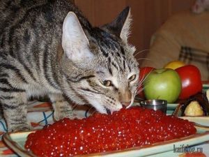 Коты, которые знают толк в еде