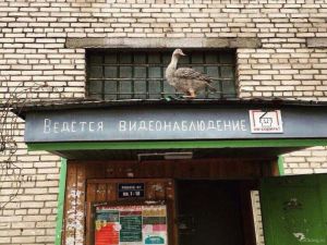 Приколы про видеонаблюдение