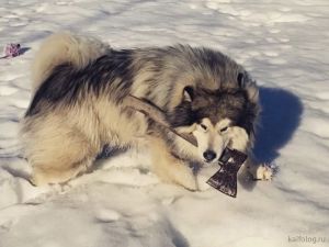 Про животных с юмором