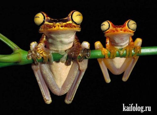 Разноцветные лягушки (11 фото)