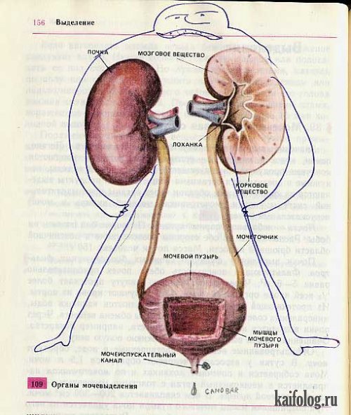 Рисунки в школьном учебнике по биологии (20 сканов)
