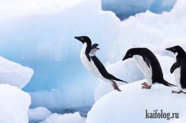 Приколы про пингвинов (30 фото)