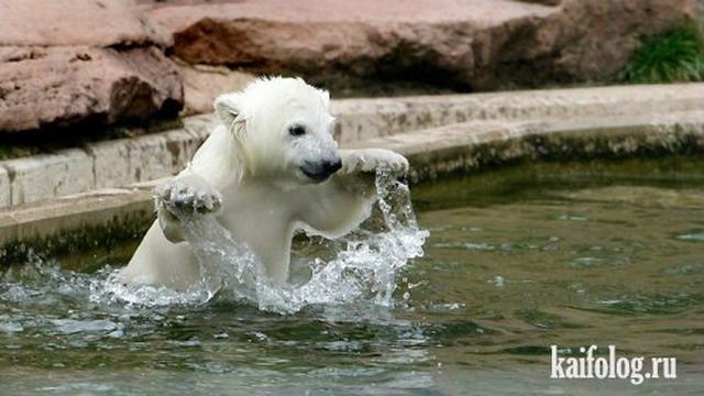 Приколы про белых медведей (30 фото)