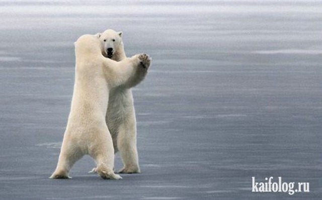 Приколы про белых медведей (30 фото)