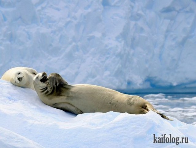 Приколы про тюленей (20 фото + видео)