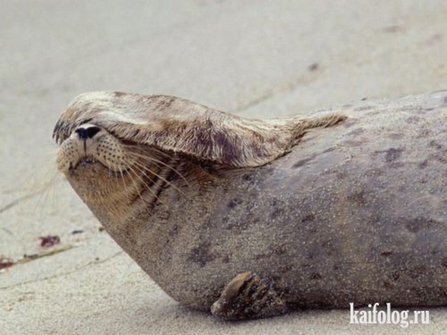 Приколы про тюленей (20 фото + видео)