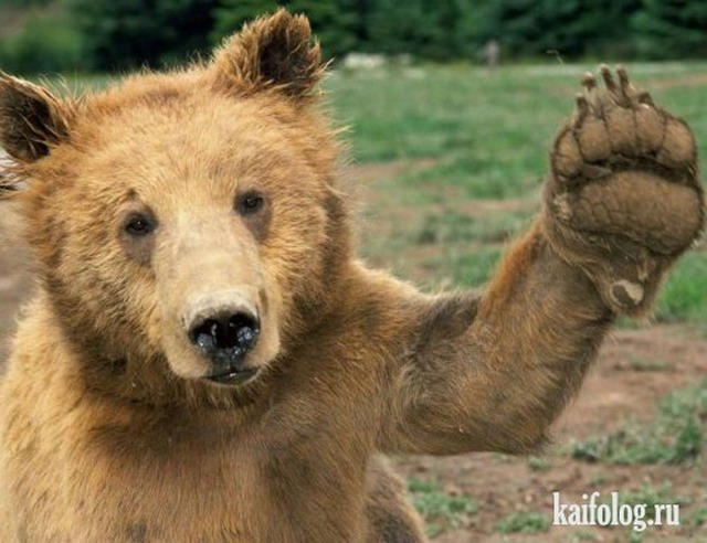 Приколы про медведей (30 фото)