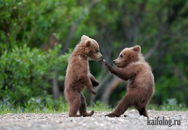 Приколы про медведей (30 фото)
