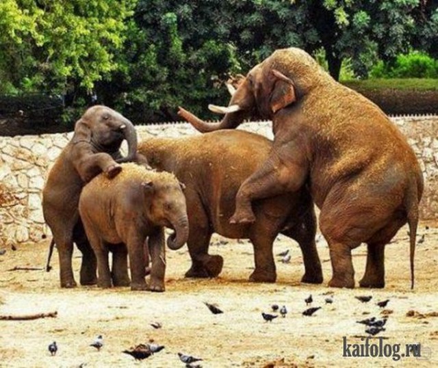 Приколы про слонов (40 фото)