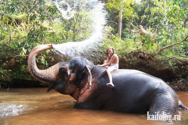Приколы про слонов (40 фото)