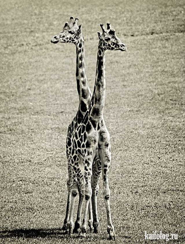 Приколы про жирафов (20 фото)