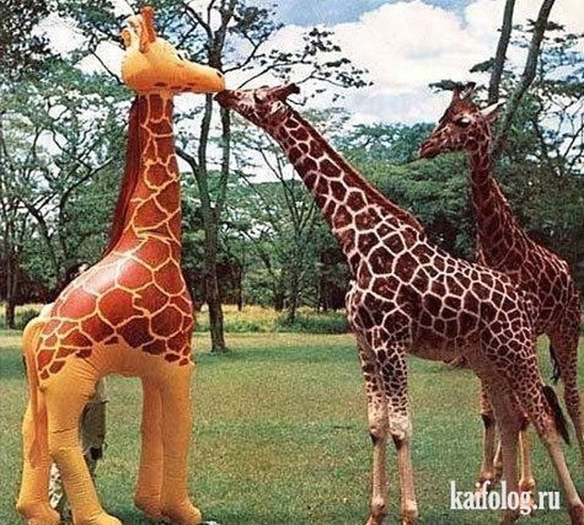 Приколы про жирафов (20 фото)