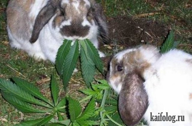 Приколы про кроликов (30 фото)