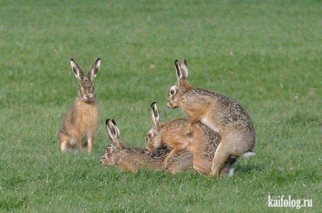 Приколы про кроликов (30 фото)