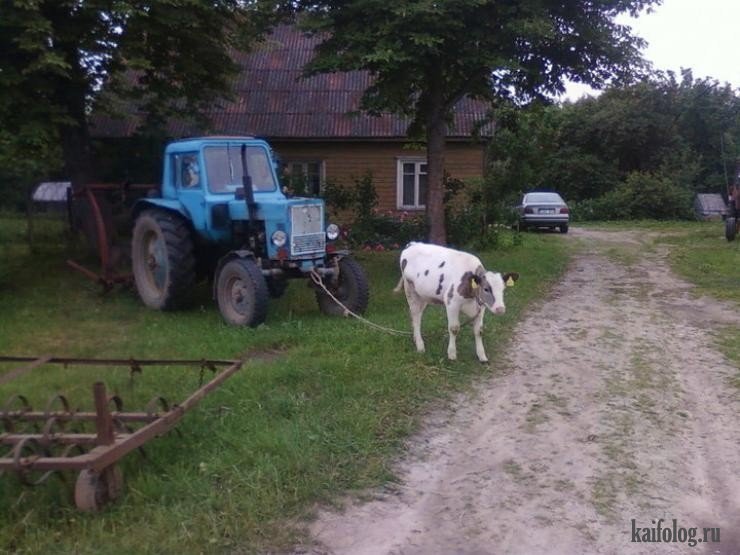 Трактор лошадка. Трактор деревенский. Трактор в деревне. Сельский трактор. Коровы в деревне.