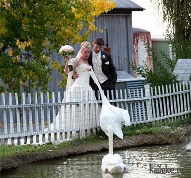 Свадебные фотоприколы (45 фото)