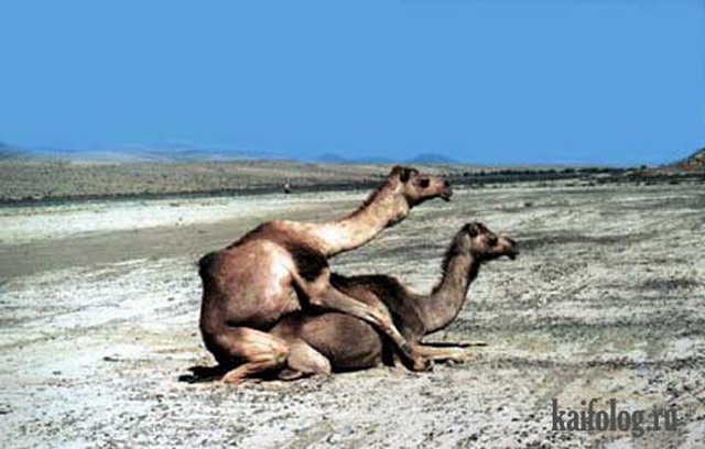 Приколы про верблюдов (40 фото)