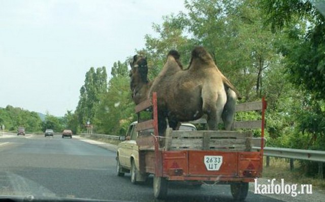 Приколы про верблюдов (40 фото)