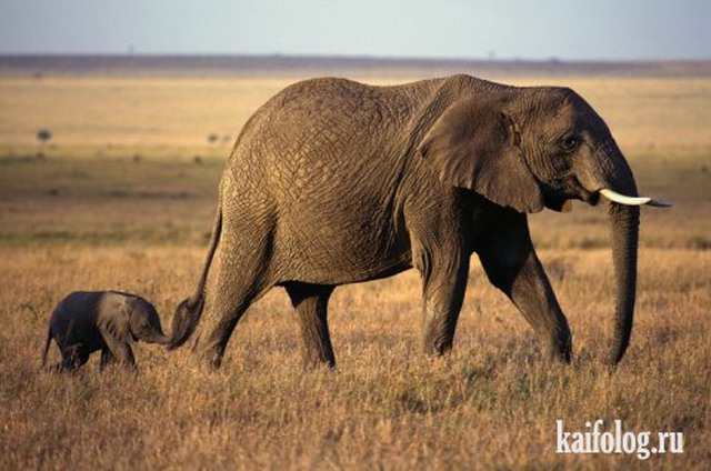 Приколы про слонов. Часть-2 (40 фото)