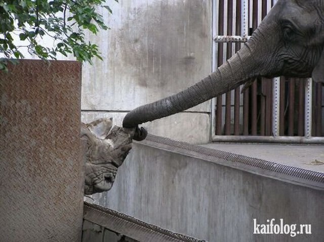 Приколы про слонов. Часть-3 (40 фото)