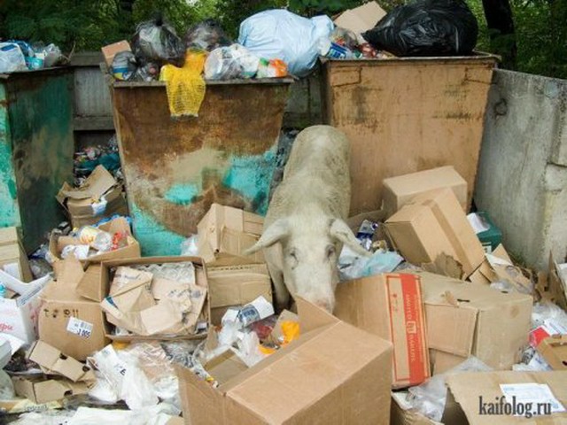 Приколы с мусорными баками и урнами (50 фото)