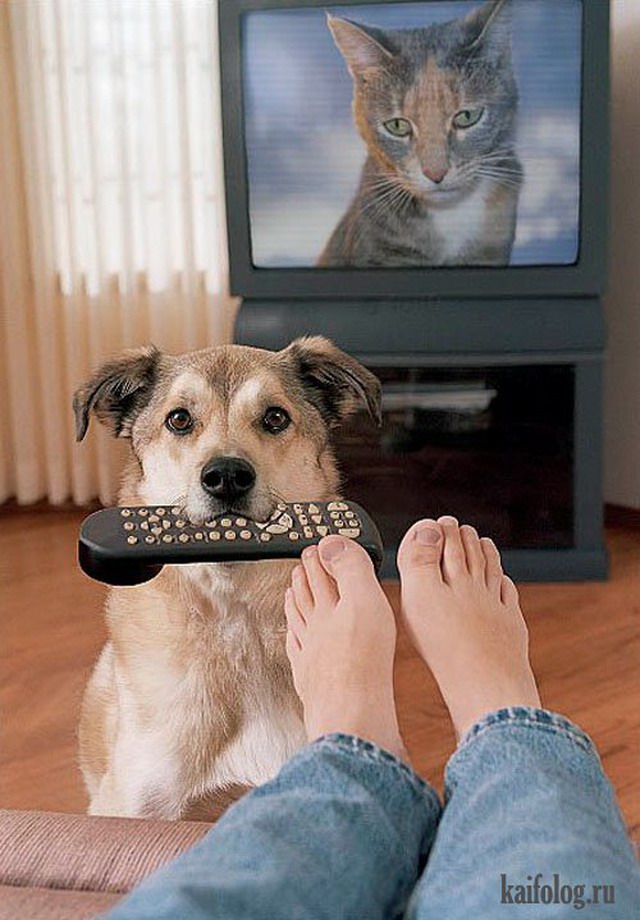 Принеси пульт. Собака и пульт от телевизора. Собака приносит тапочки. Собака с тапочками в зубах. Животные и телевизор.