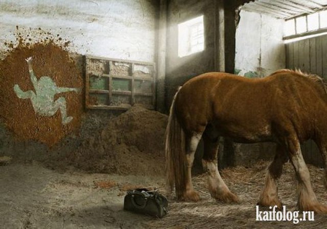 Приколы про лошадей (50 фото)