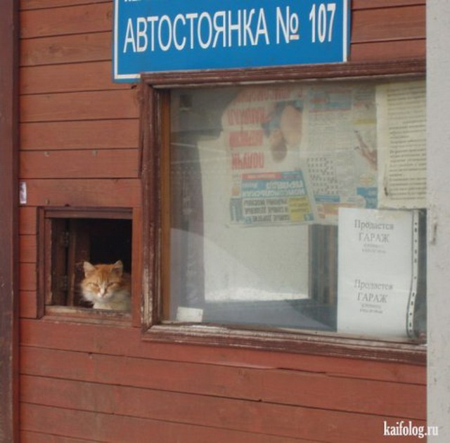 Чисто русские котэ (35 фото)