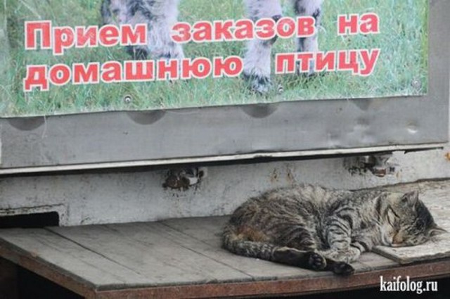 Чисто русские котэ (35 фото)