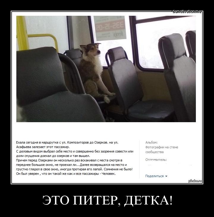 Загадка ехал автобус все пассажиры спали. Собака в маршрутке. Собака едет в трамвае. Собака в маршрутке Мем. Микроавтобус собака.
