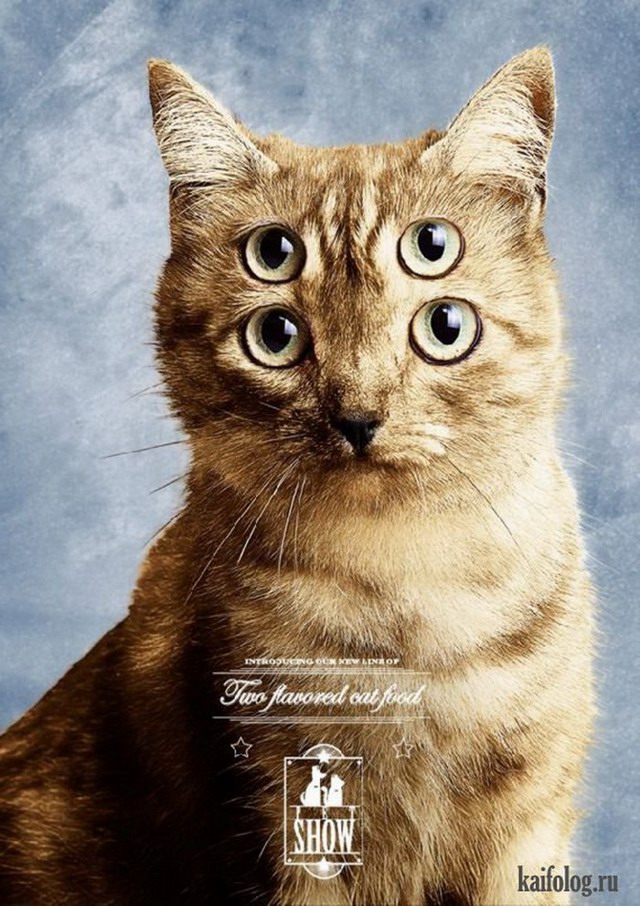 Кошки в креативной рекламе (55 фото)