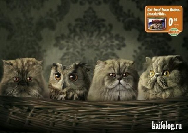 Кошки в креативной рекламе (55 фото)