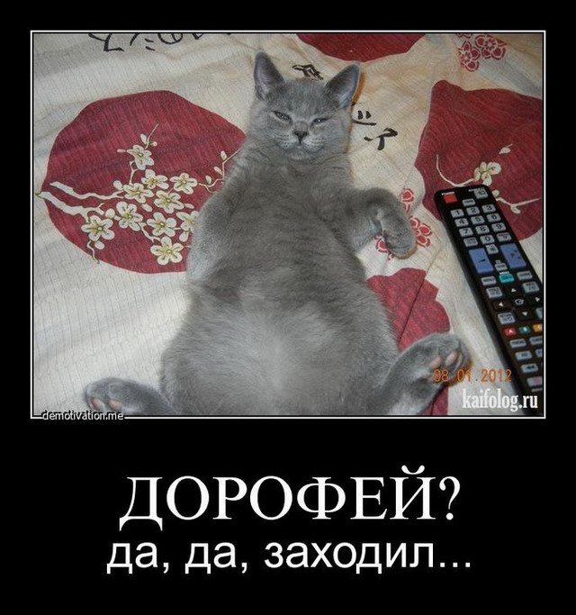 Демотиваторы про кота Дорофея (20 фото)