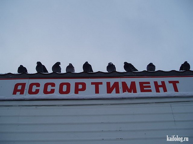 Русские приколы -141 (100 фото)