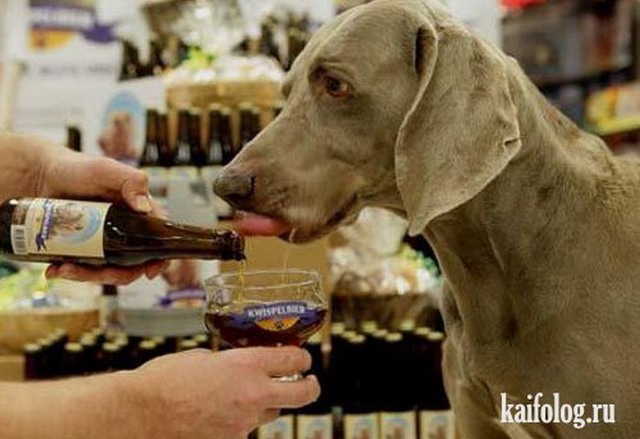 Собаки тоже любят пиво (30 фото)