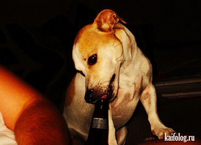 Собаки тоже любят пиво (30 фото)