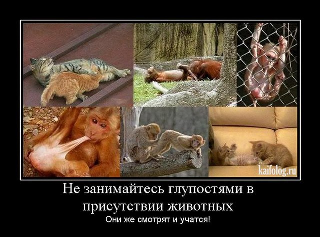 Демотиваторы про животных (55 фото)